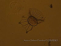 JSP164 Ornithocercus quadratus.JPG