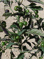 OTVBK029 5121 Solanum nigrescens.jpg