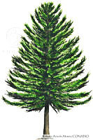 RAA0103 Pinus ayacahuite.jpg