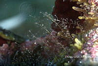 NE018 0018 Eudendrium bermudense.jpg
