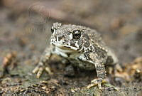 MASM07306 Incilius sp..jpg