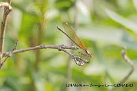 PJ016 0624 Hetaerina americana.JPG
