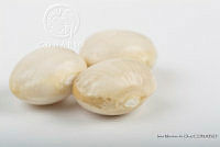 IMDOC2549 Phaseolus lunatus.jpg