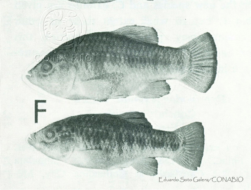 ESG0183%20Cyprinodon%20macrolepis.jpg.qyeDgIz0MQ8XwTNjQA3g0JtbmFja29CbnFuZ3NAbXJ6LGtwZwA.uEGzkRcLNJ