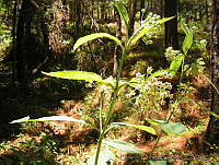 EEC0019 Asclepias similis.jpg