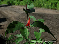 MEGA 0057 Justicia candicans.JPG