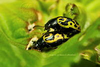 SM0587 Calligrapha signatipennis.jpg