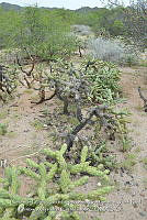 LI005 0028 Cylindropuntia fulgida.jpg