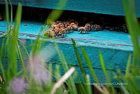 IDG1750 Apis melifera.jpg