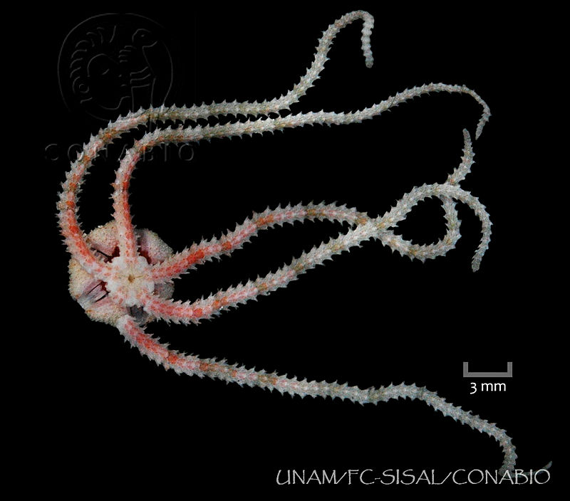 UNAM FC SISAL 0488%20Ophiostigma%20isocanthum.jpg.jSeei7b1MZFZK4thQA3g0JtbmFja29CbnFuZ3NAbXJ6LGtwZwA.0f1C5X4Ptx