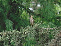 CGL0355 Bombycilla cedrorum.jpg