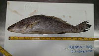 RE006 0035 Totoaba.tif