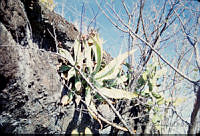 FGM1718 Agave sp..JPG