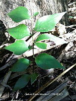 GRM007 Zamia vazquezii.JPG