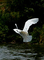 SM0670 Ardea alba.jpg