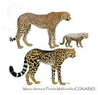 MAPM1225 Acinonyx jubatus.jpg