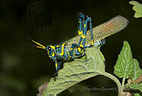 FMB0004 Chromacris colorata.jpg