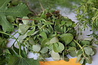 IMDOC4061 Portulaca oleracea.jpg
