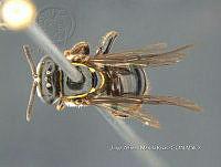 NE011 0081 Plebeia fulvopilosa Ayala, 1999.jpg