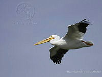 MASM08182 Pelecanus erythrorhynchos.jpg