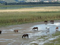 JMFR007 Equus caballus.JPG