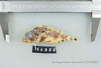 SGQ0331 Scorpaena plumieri.jpg