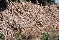 EHX0093 Zea mays.JPG