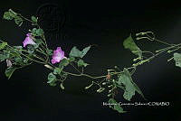 Zongo 2337 Ipomoea batatoides.jpg