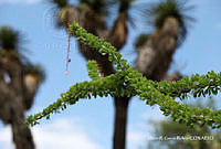 ORGR0184 Fouquieria splendens.jpg