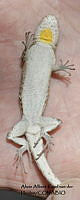 AAKVDH 0173 Urosaurus bicarinatus.JPG