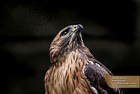 13_ZPeralta_Aguililla cola roja (Buteo jamaicensis).jpg