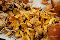 IMDOC Hong 0112 Cantharellus sp..jpg