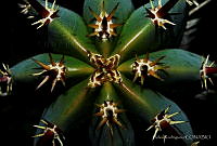 AR001 Caryophyllales.jpg