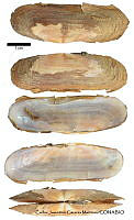 KT014 0372 Tagelus californianus.JPG