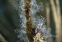 NE018 0024 Pennaria disticha.jpg