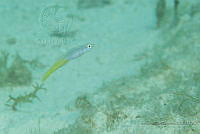 IDG1549 Perciformes.jpg