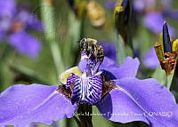 KMFT001 Apis mellifera.jpg
