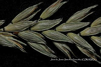 Teocintle 199 Zea perennis.jpg