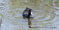 AAKVDH 0399 Fulica americana.JPG
