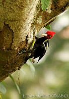 EGP0268 Campephilus guatemalensis.jpg