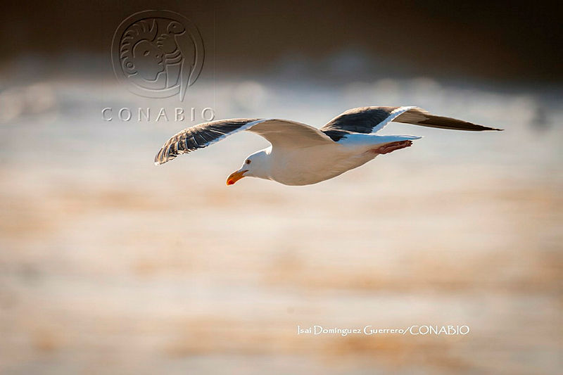 Larus livens
