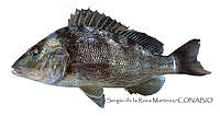 SRM0152 Orthopristis chrysoptera.jpg