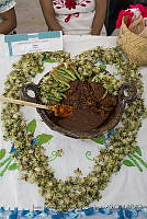 IMDOC3338 Myrtillocactus geometrizans.JPG