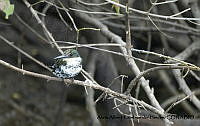 AAKVDH 0189 Chloroceryle americana.JPG
