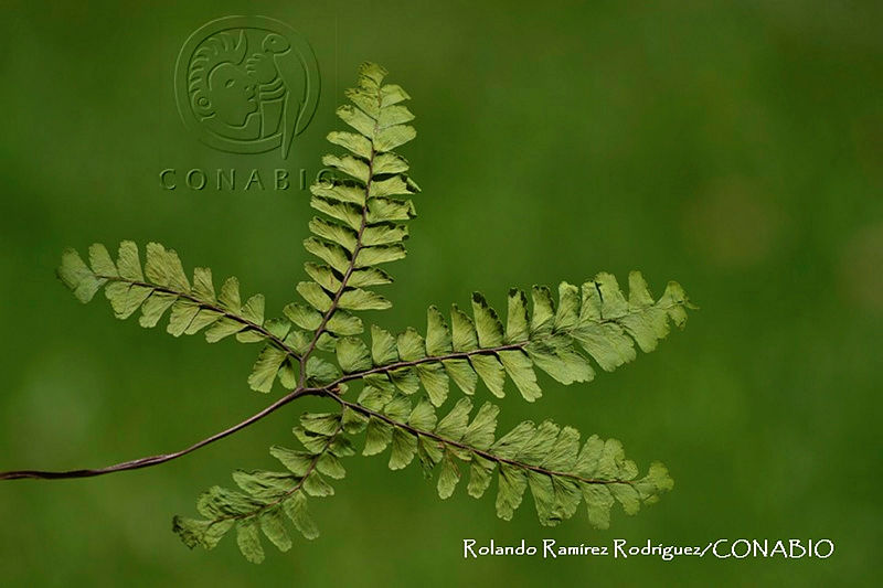 RRR0034%20Adiantum%20patens.jpg.nyehssH1MQX5TZ9hQA3g0JtbmFja29CbnFuZ3NAbXJ6LGtwZwA.uN5veyifi 