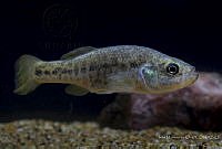 IMDOC2205 Alloophorus robustus.jpg