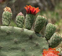 3R 01039 Opuntia tomentosa.jpg