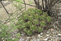 CAR 0071 Ferocactus robustus.jpg
