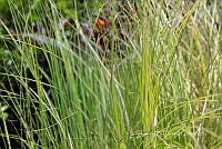 IMDOC 5955 Pennisetum verde.jpg