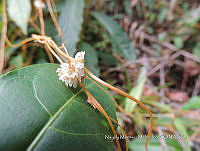 JF092 1063 Cuscuta corymbosa.jpg